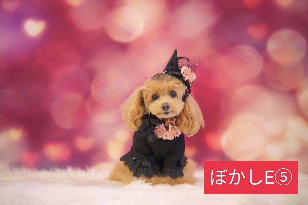 背景布【秋H】サンプル　9月お月見、ペット、トリミング撮影用　パンパスグラス