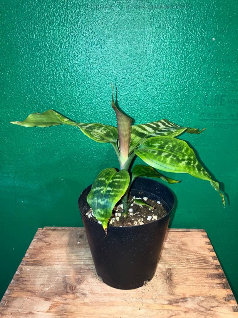 〉〉希少〈〈 Dracaena 'goldieana' 4号