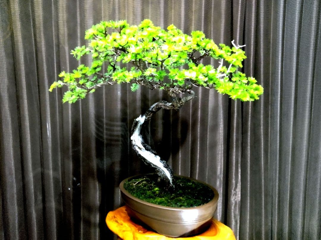 【大品　唐松盆栽】真柏　　　　　⭕樹齢 70年超山採り❗