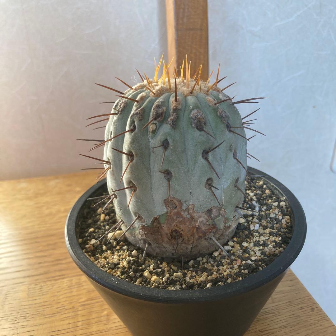 コピアポア　コルムナアルバ