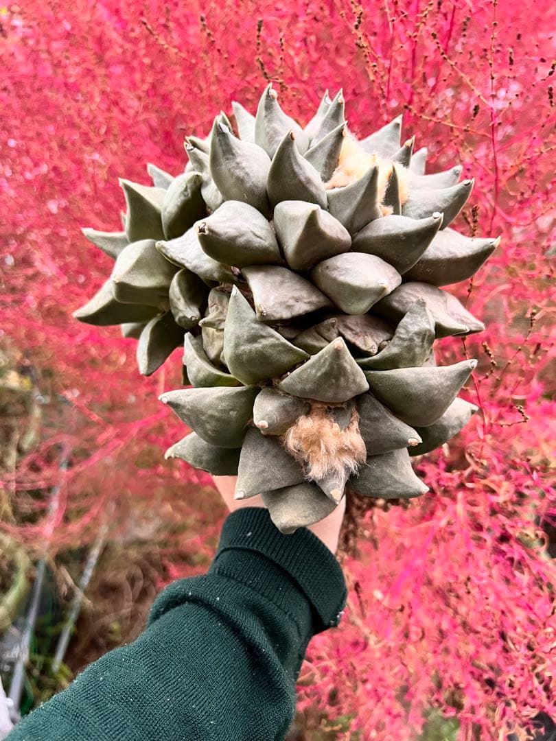 c*e様 サボテン　アリオカルプス　花牡丹、国内繁殖株