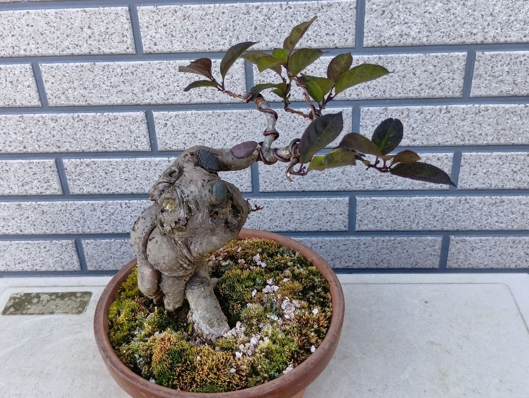 梅モドキ盆栽　枯木