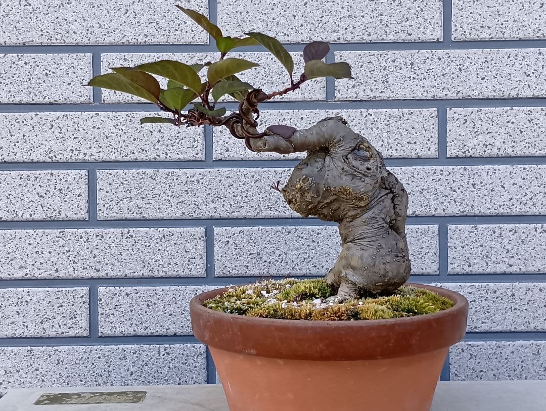 梅モドキ盆栽　枯木