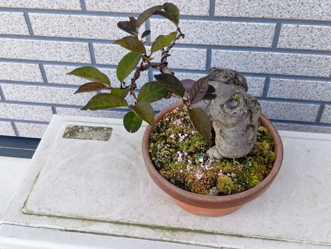 梅モドキ盆栽　枯木
