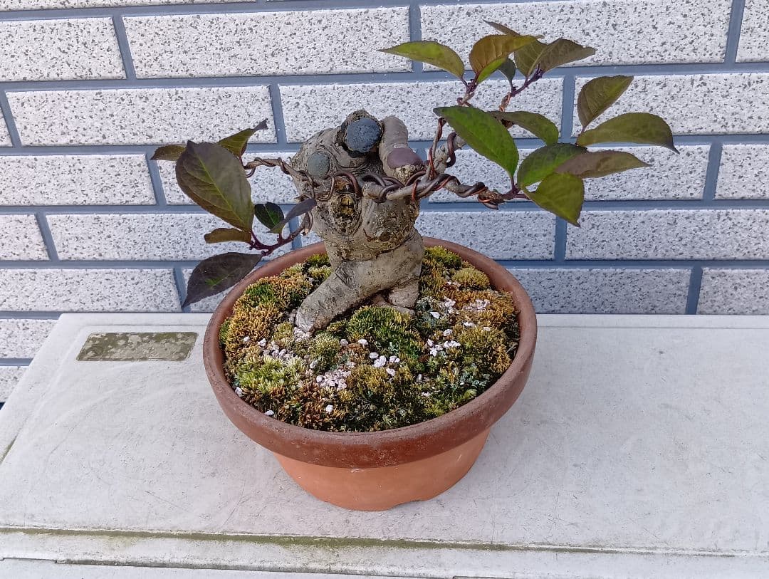 梅モドキ盆栽　枯木