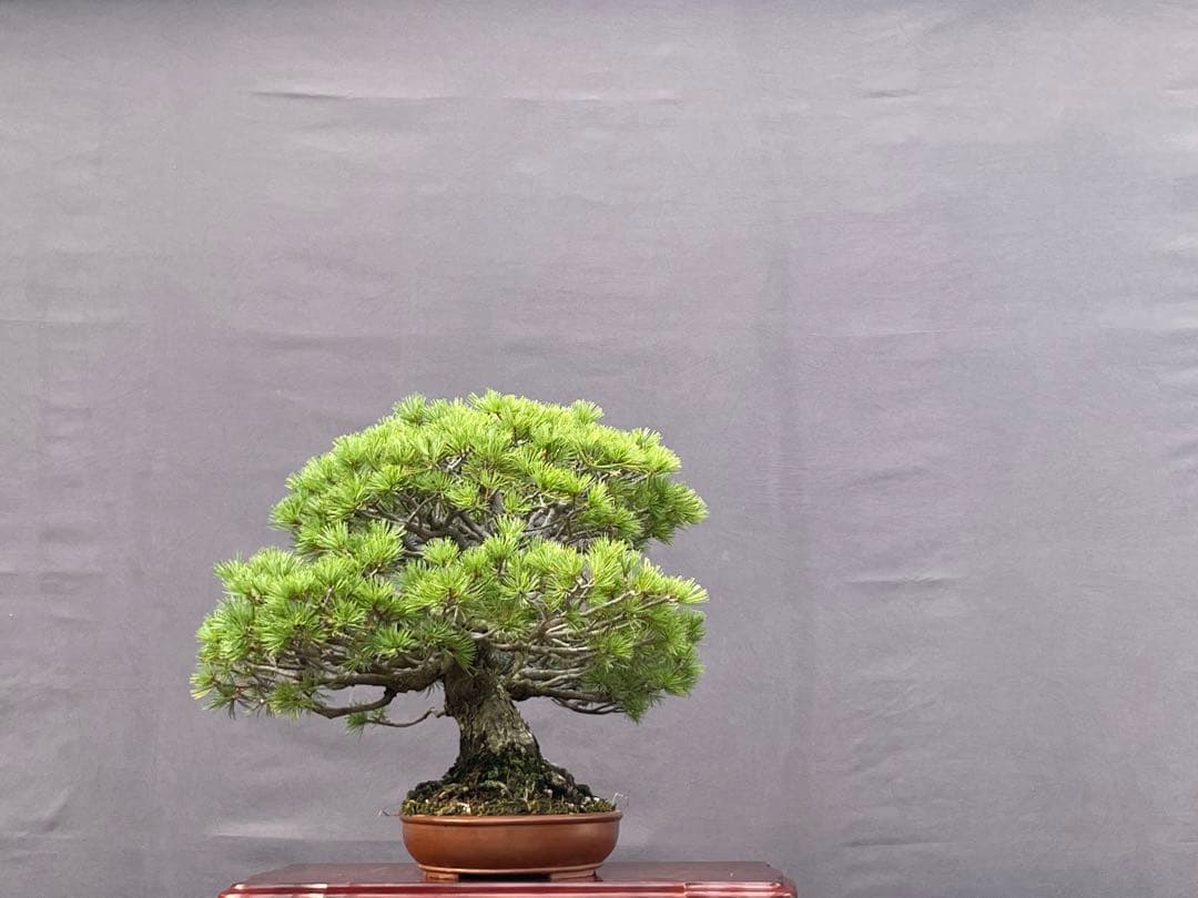 三河盆栽　五葉松　盆栽