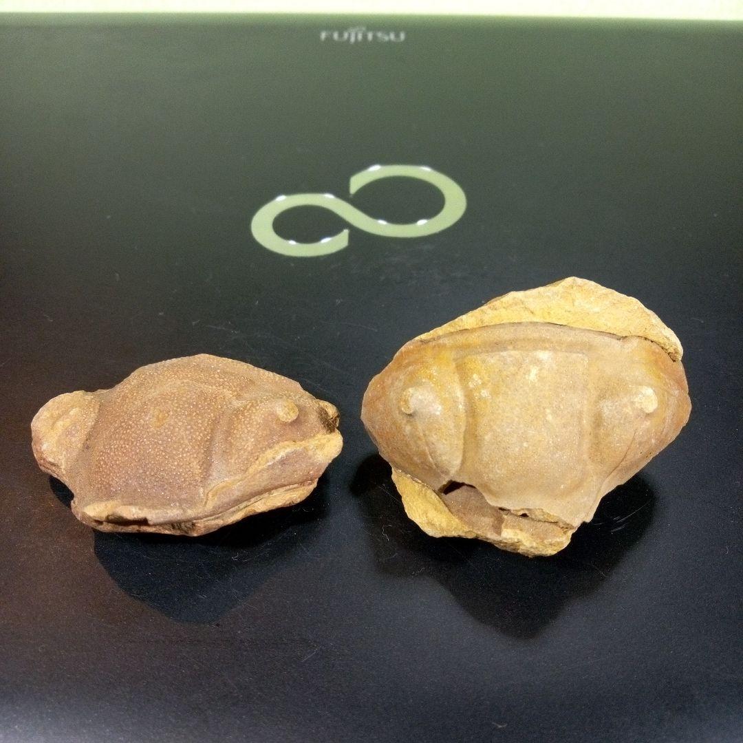 三葉虫　化石　fossil　ボリビア産　レア　Fossil識別④　２個セット