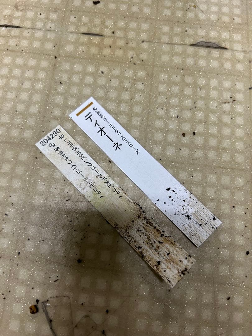 ディオーネ クリスマスローズ 加藤農園 同梱可能