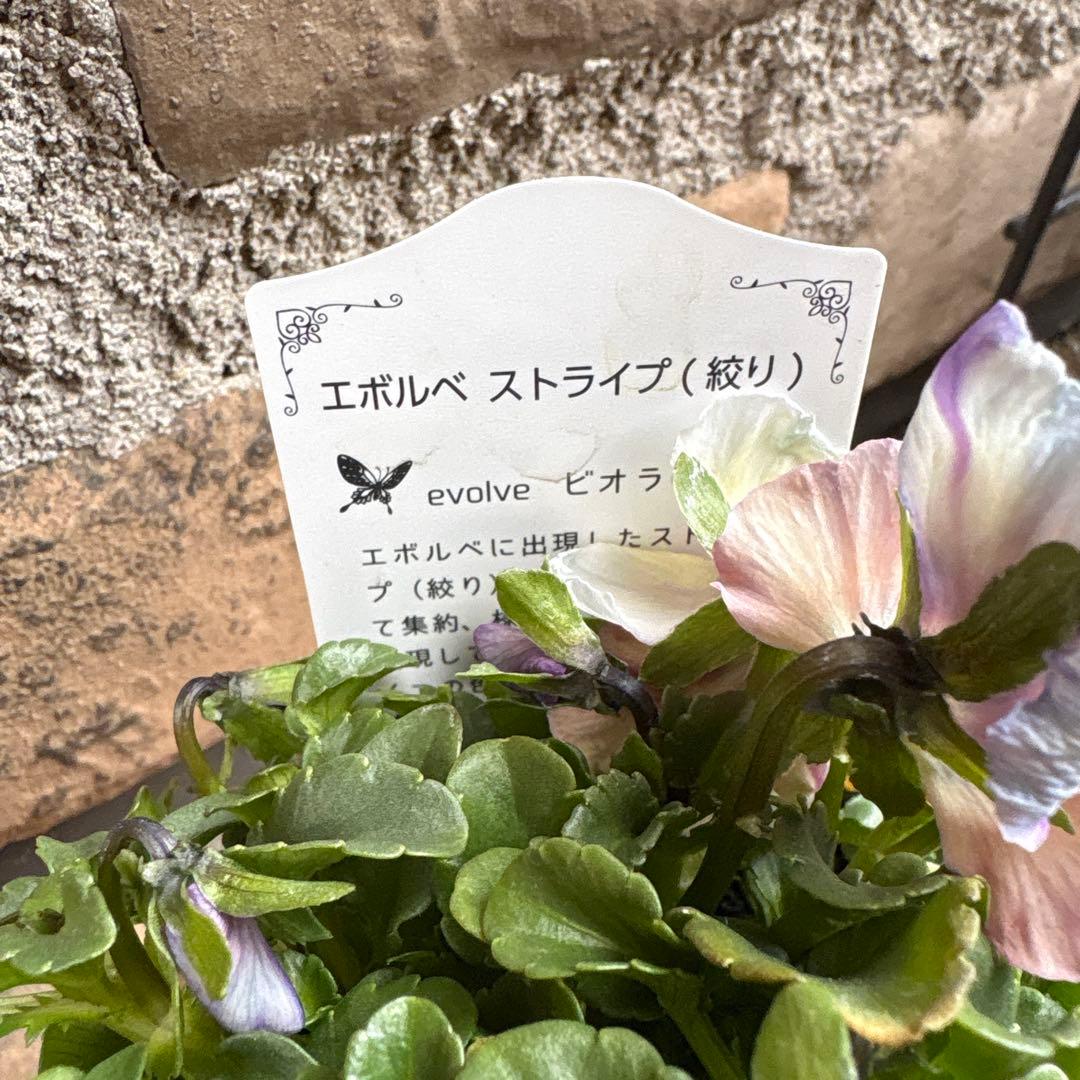 エボルベ・ストライプ（絞り）