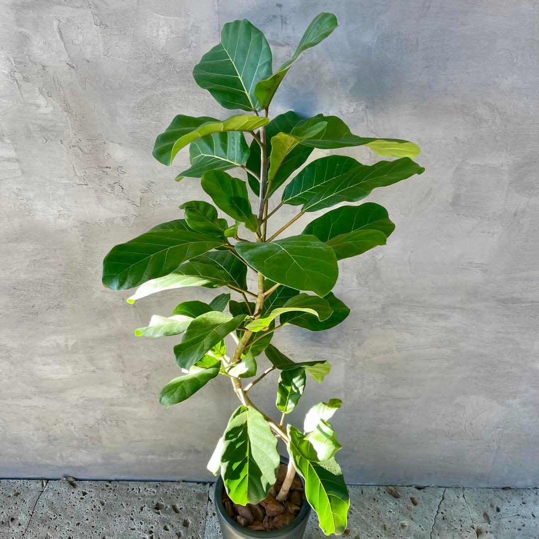 希少　特大　フィカス　アフリカンプリンス　曲がり仕立て　陶器鉢　植え込み発送