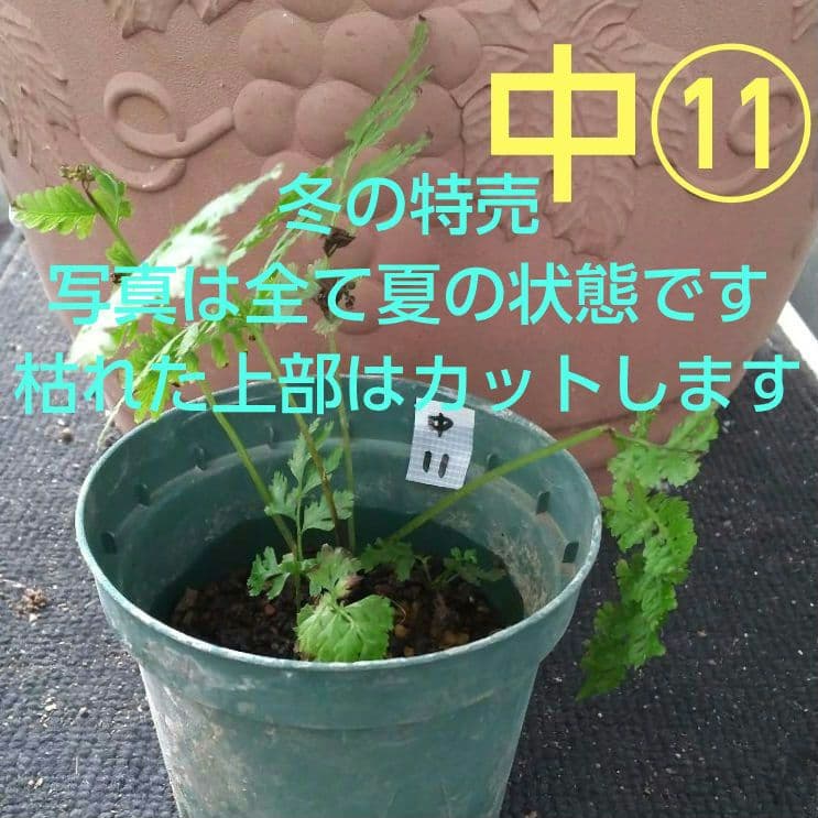 ワケアリ 中⑪ 品種不明シダ