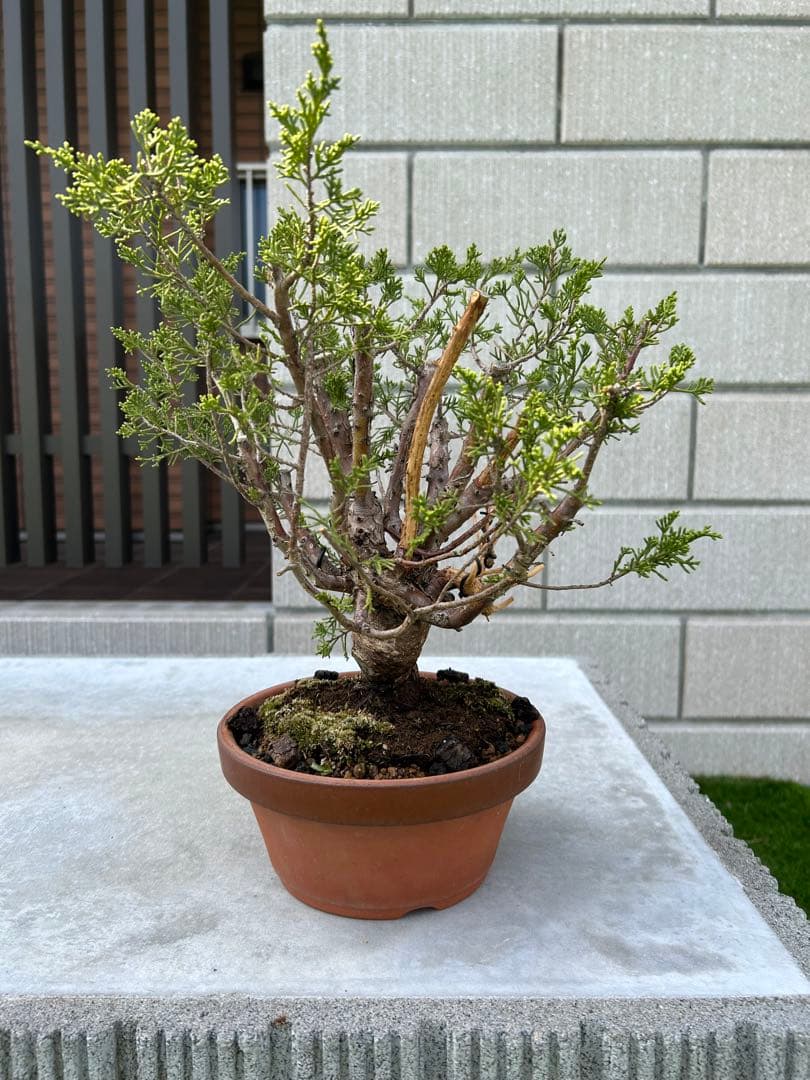 糸魚川真柏 盆栽 素材
