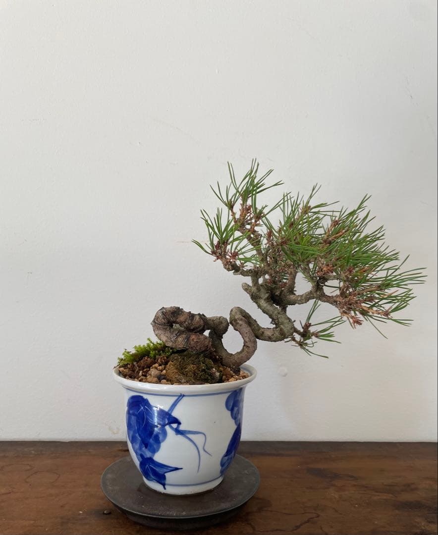赤松盆栽
