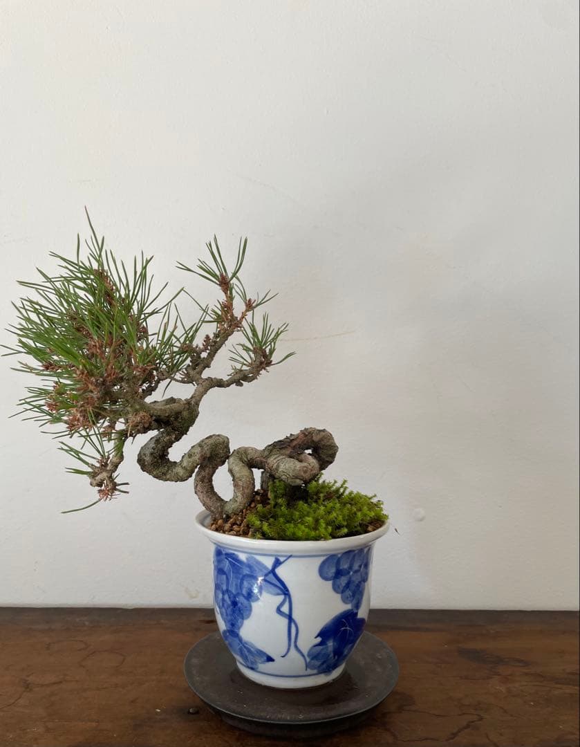 赤松盆栽