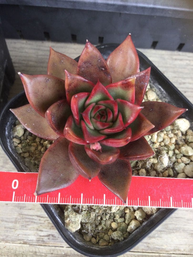 多肉植物　アガボイデス　ルブラ