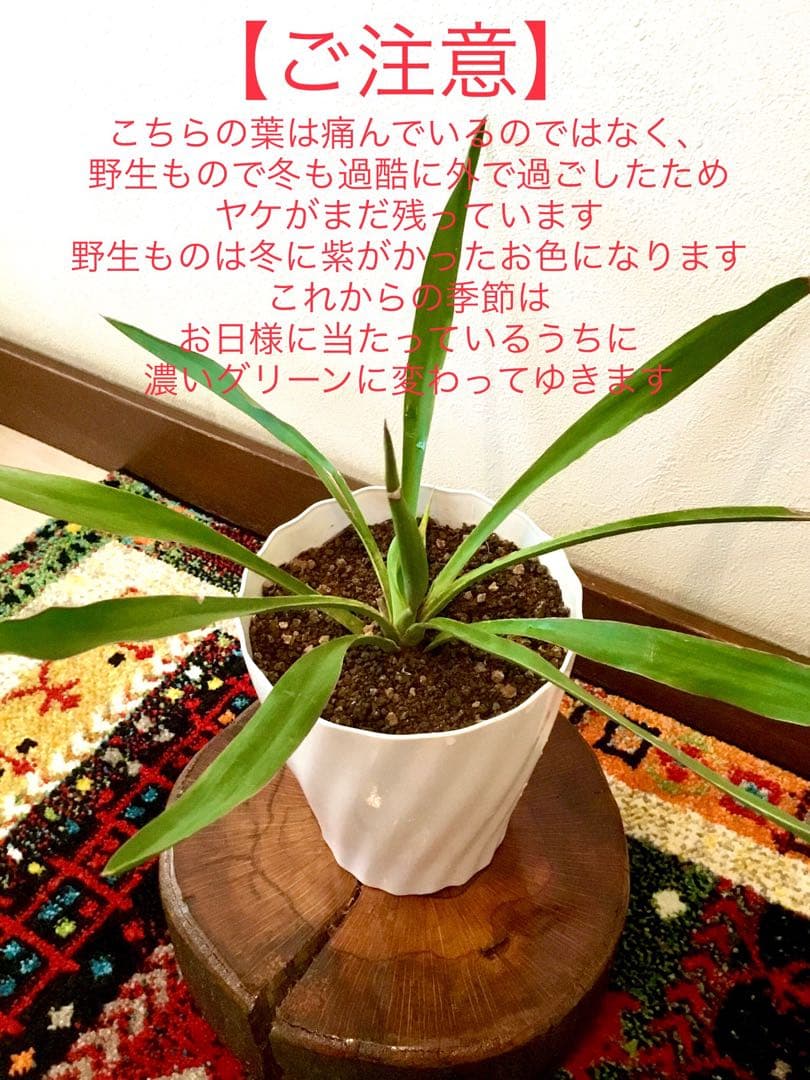 完売　発根済み超優良株＊根は頑丈で巨大【ユッカ グロリオサ/アツバキミガヨラン】