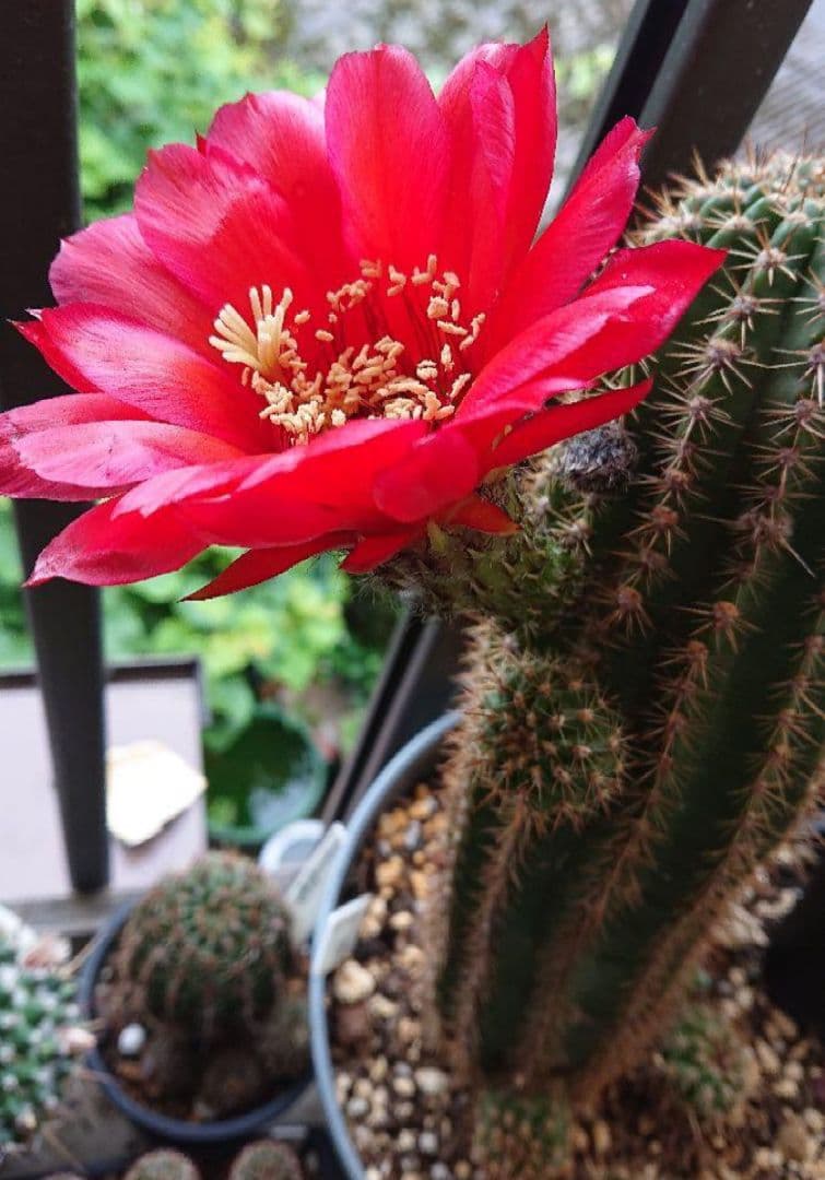 花サボテン