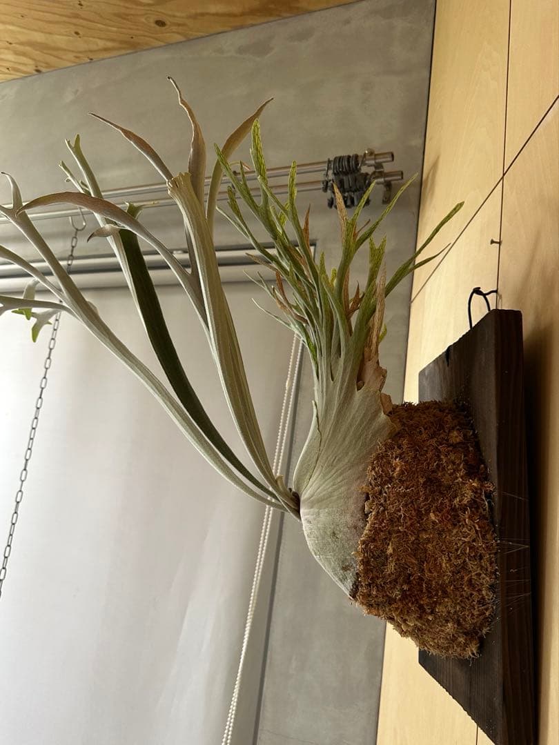 P.veitchii 'Auburn ' 子株販売　ビカクシダ