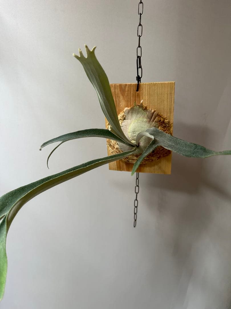 P.veitchii 'Auburn ' 子株販売　ビカクシダ