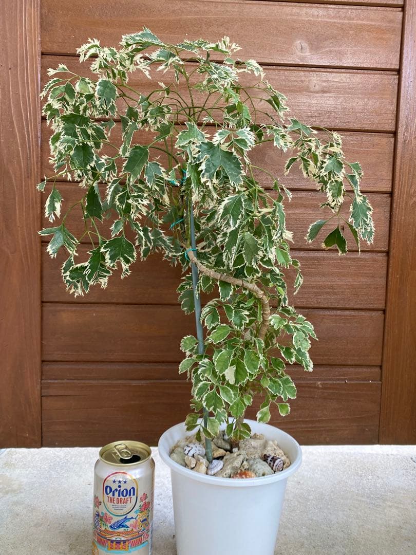 ◆ポリシャス26-012◆プラ鉢植え◆珍しい品種❣️写真現物をそのままお届け