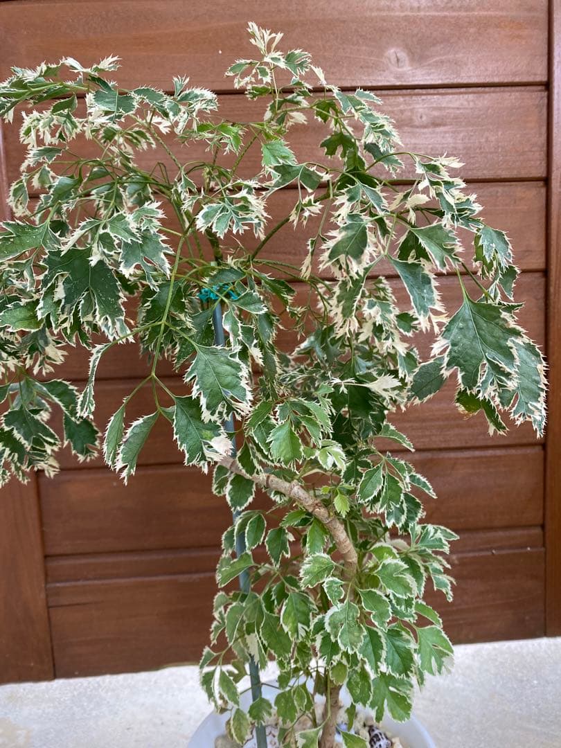 ◆ポリシャス26-012◆プラ鉢植え◆珍しい品種❣️写真現物をそのままお届け