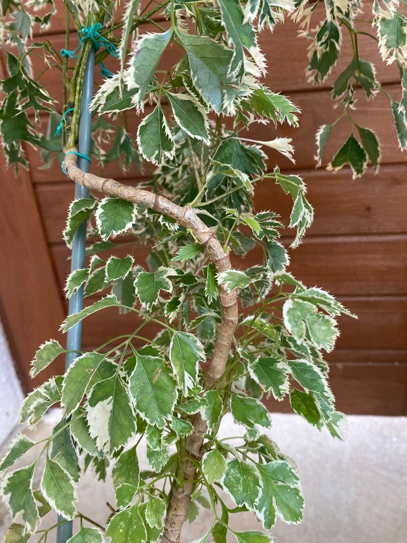 ◆ポリシャス26-012◆プラ鉢植え◆珍しい品種❣️写真現物をそのままお届け