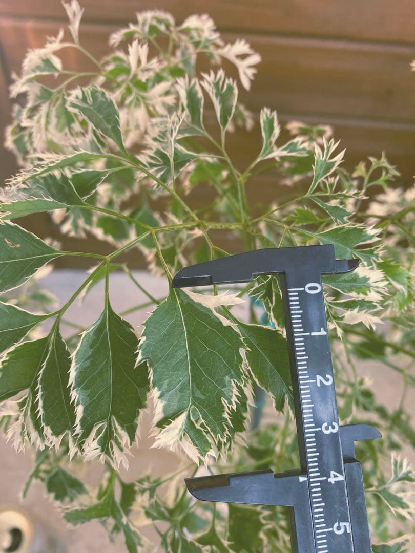 ◆ポリシャス26-012◆プラ鉢植え◆珍しい品種❣️写真現物をそのままお届け