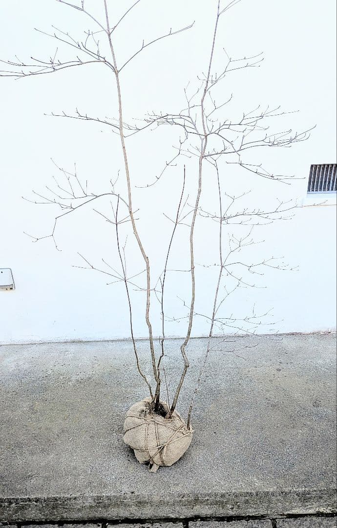 秀。山採りドウダンツツジ。