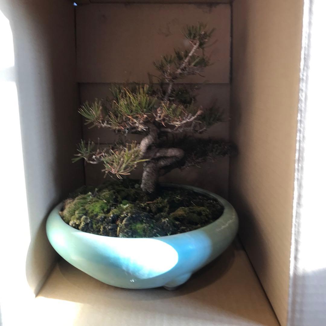赤松盆栽　値下げ❗️