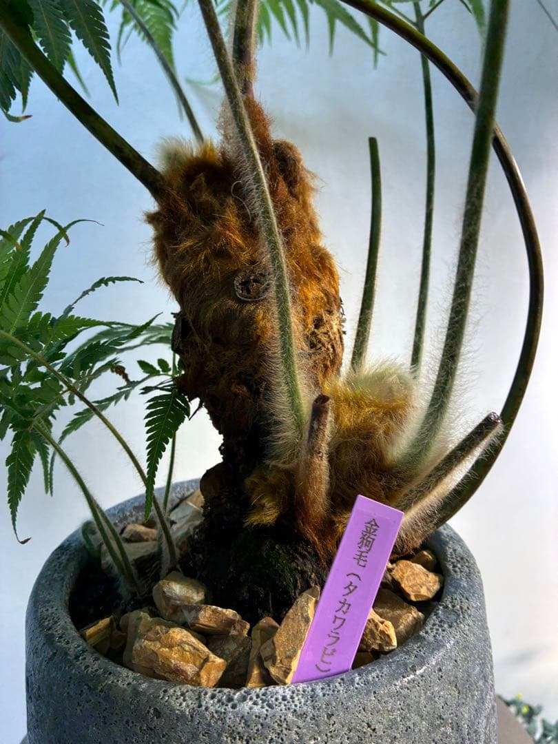 キンモウコウ タカワラビ ゴールデンモンキー コレクション株 観葉植物