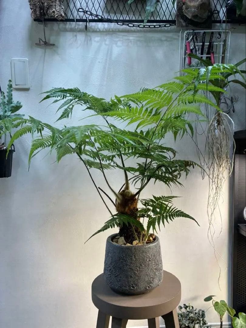 キンモウコウ タカワラビ ゴールデンモンキー コレクション株 観葉植物