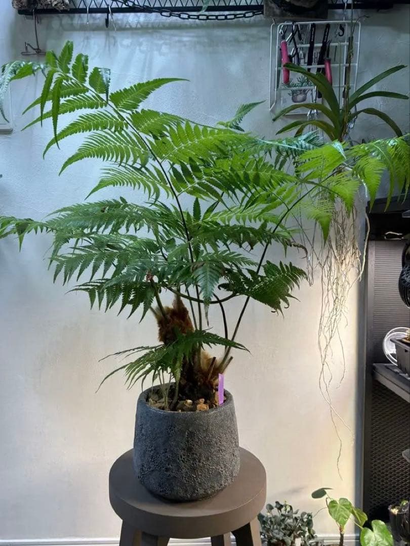 キンモウコウ タカワラビ ゴールデンモンキー コレクション株 観葉植物
