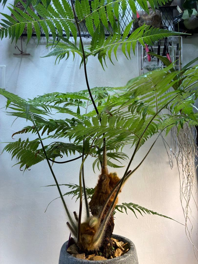 キンモウコウ タカワラビ ゴールデンモンキー コレクション株 観葉植物