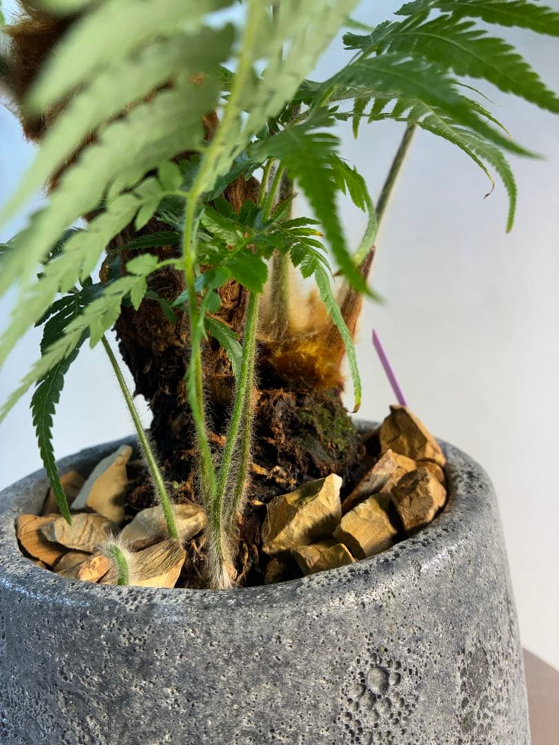 キンモウコウ タカワラビ ゴールデンモンキー コレクション株 観葉植物