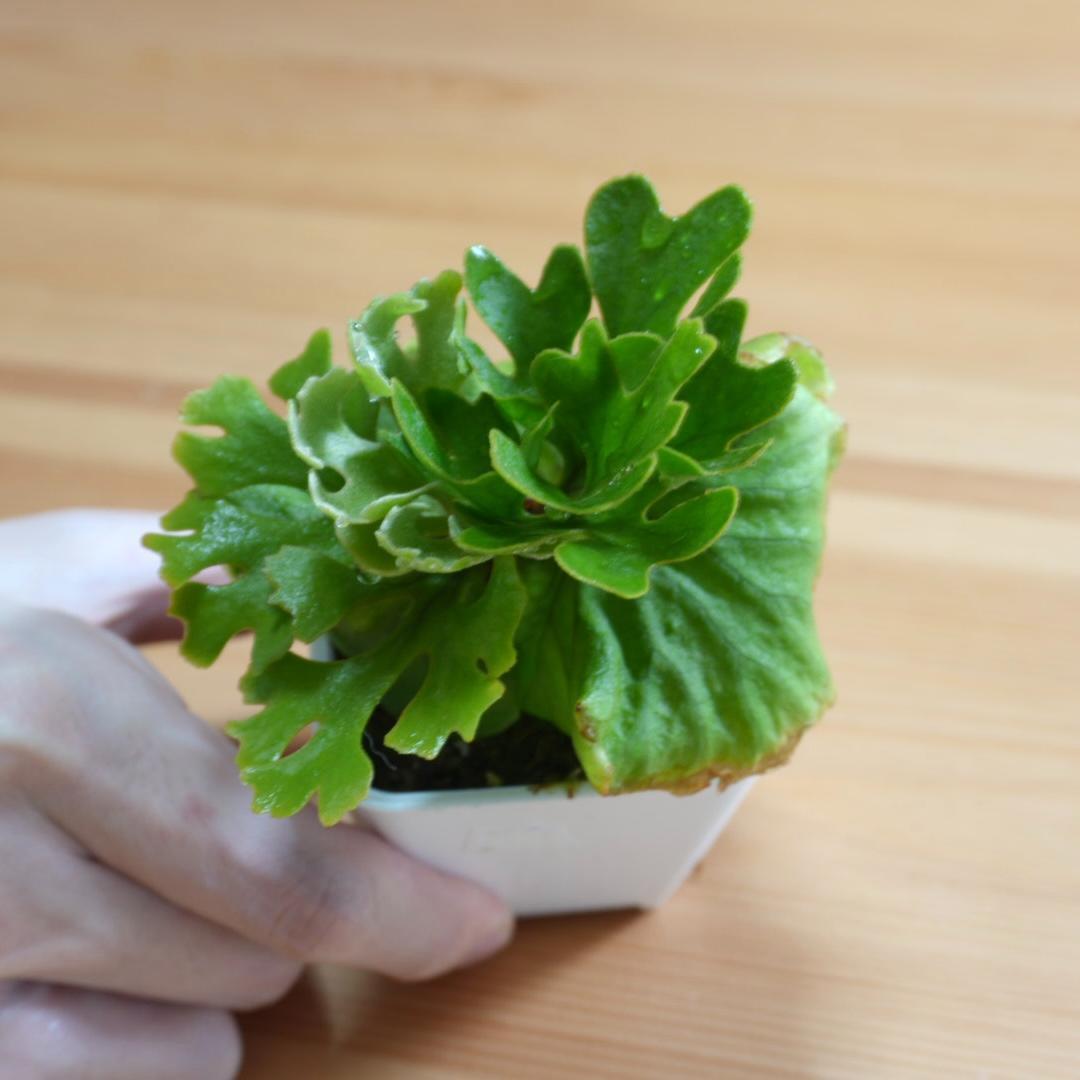P.Ridleyi dwarf silver リドレイドワーフシルバー
