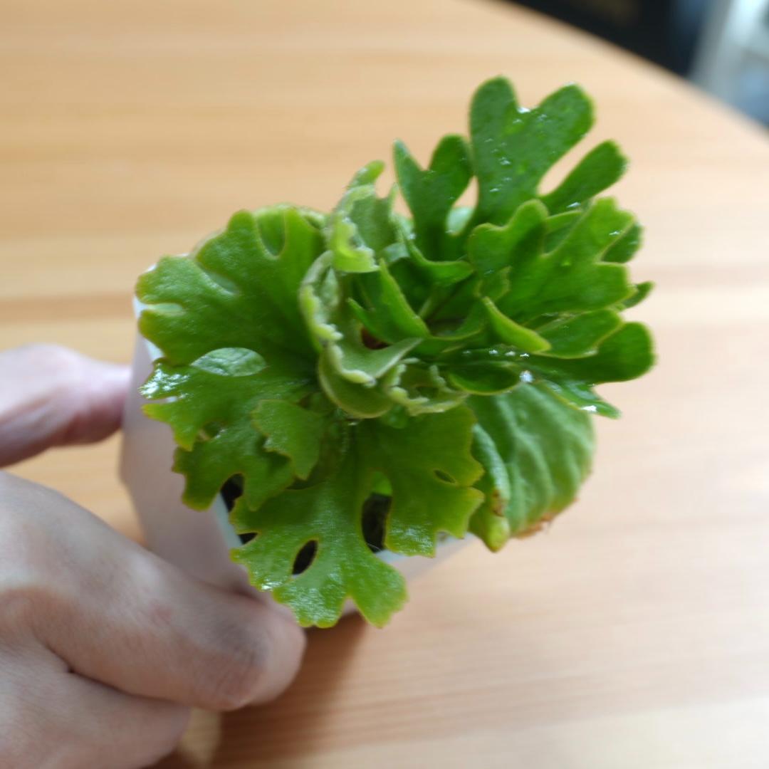 P.Ridleyi dwarf silver リドレイドワーフシルバー