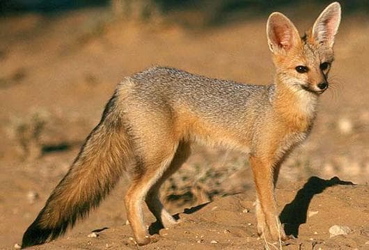 アフリカ便　美！ケープフォックス（ケープギツネ）の頭骨　※データ付属します