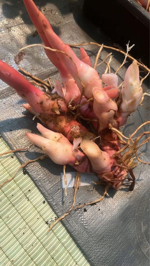 採れたて生ガランガルお料理用、苗でも10kg約