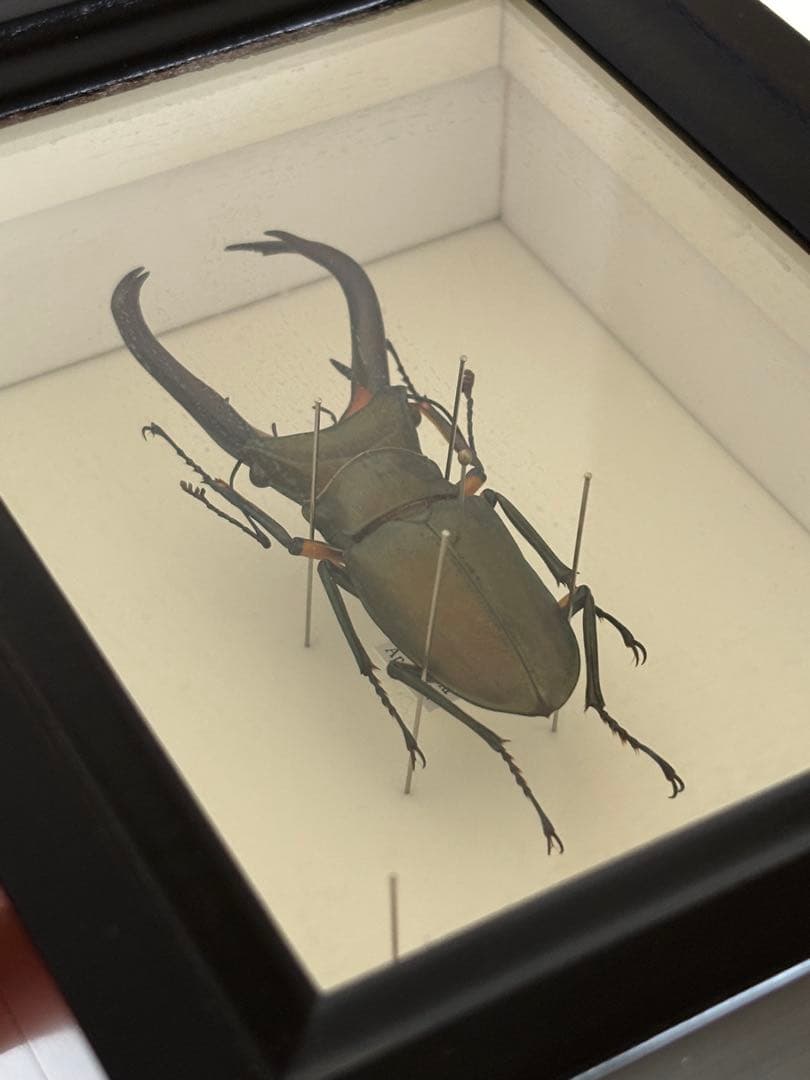 昆虫標本2点セット　ヘラクレスオオカブト、ホソアカクワガタ