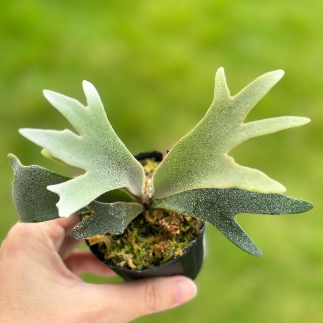 P. willinckii ’Jenny’ TC 2831