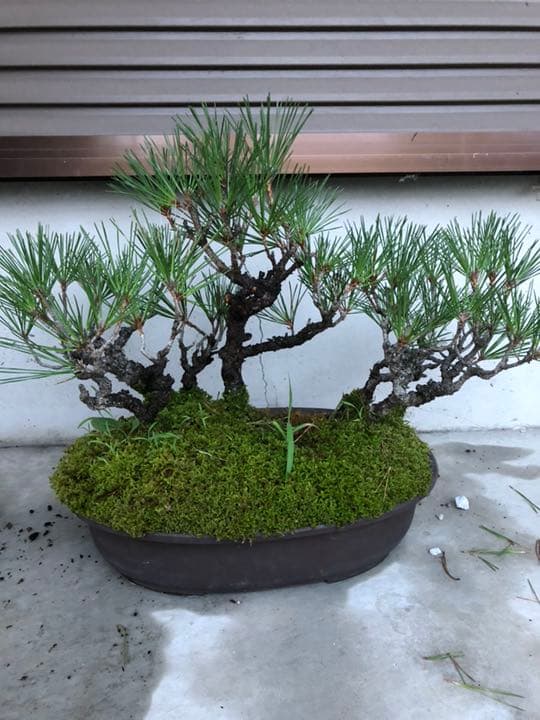 黒松 盆栽