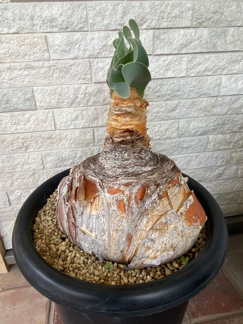 塊根植物 ブーファン　ハエマンソイデス