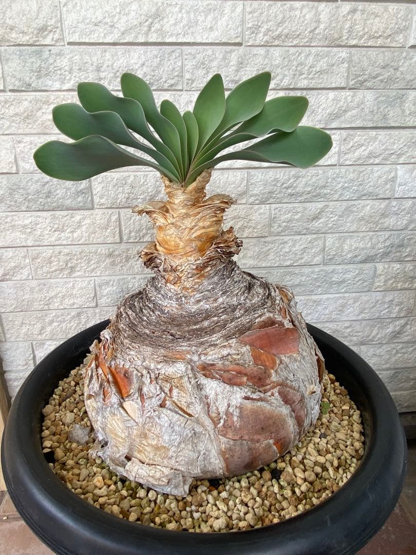 塊根植物 ブーファン　ハエマンソイデス
