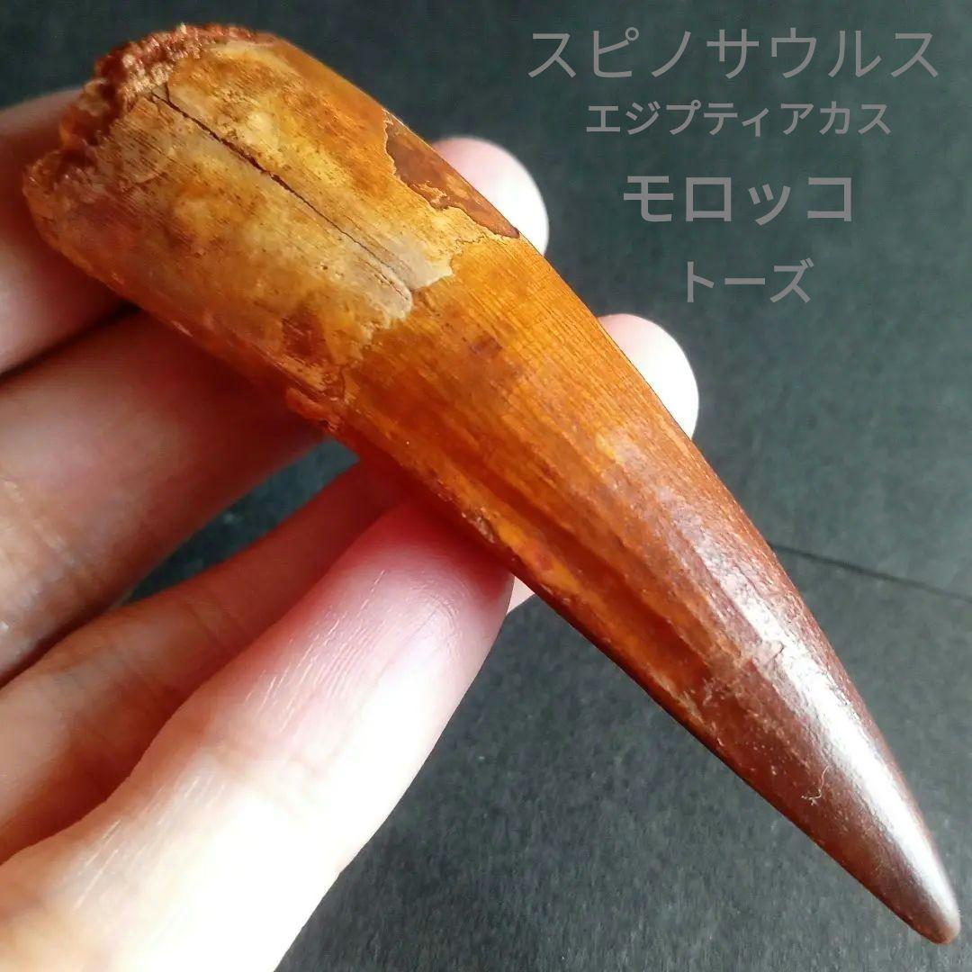 恐竜　歯化石　スピノサウルス　特大　極美麗　約８０mm