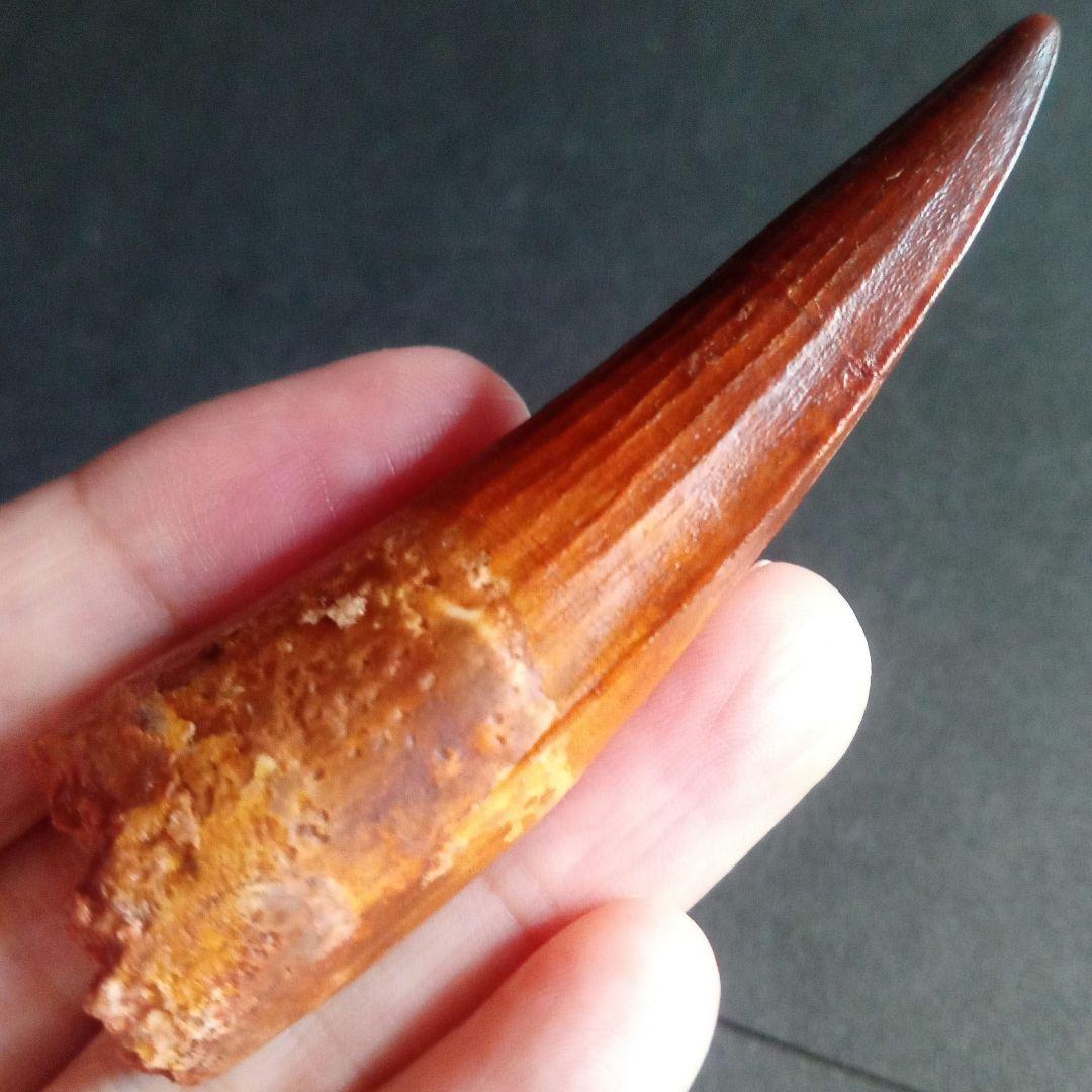恐竜　歯化石　スピノサウルス　特大　極美麗　約８０mm