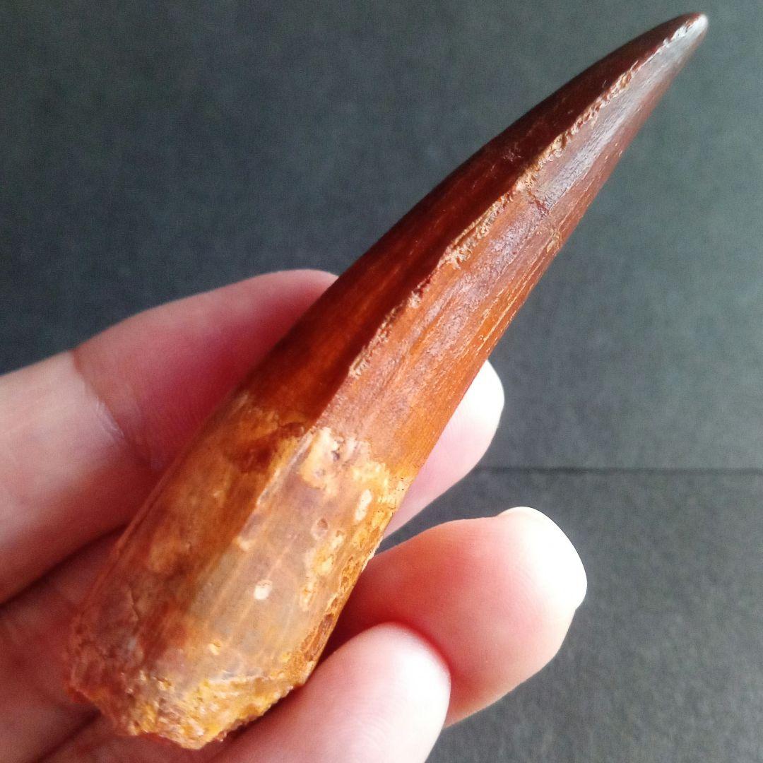 恐竜　歯化石　スピノサウルス　特大　極美麗　約８０mm