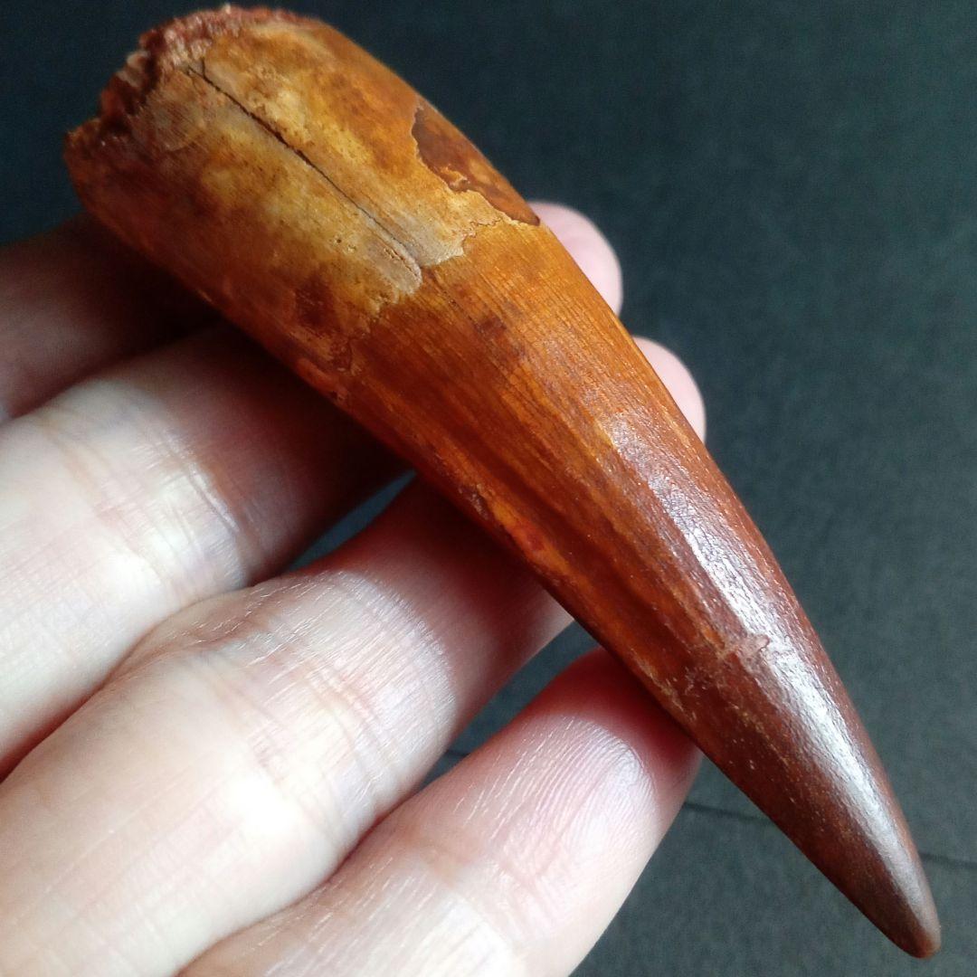 恐竜　歯化石　スピノサウルス　特大　極美麗　約８０mm