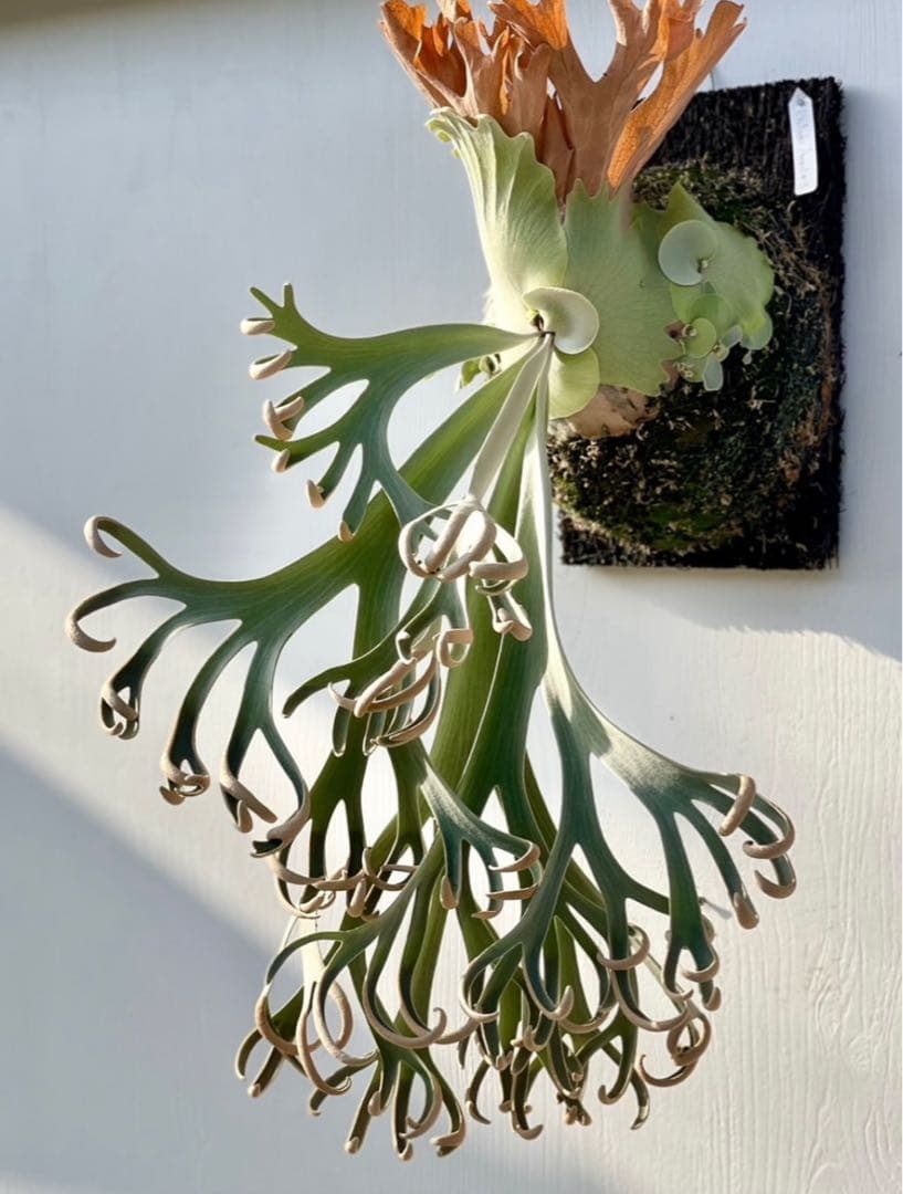 ビカクシダ P. willinckii Anapat#9 (PUP) 2