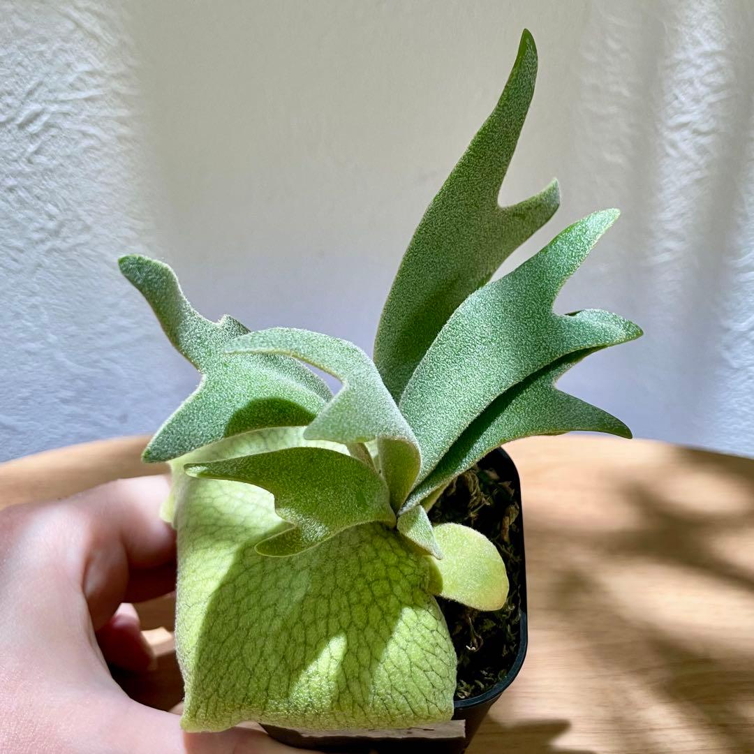 ビカクシダ P. willinckii cv. Sombrero