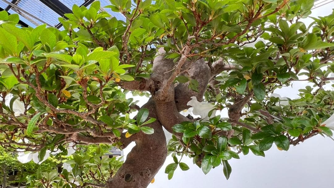 さつきＧ　華宝　超曲木